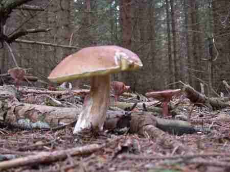  Image name: 106 Porcino.jpg 
 width: 450 pixel 
 height: 337 pixel 
 Size: 13905 bytes 
 Click to enlarge 